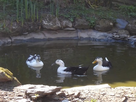 Ducks