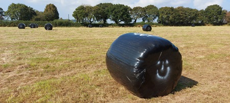 Hayage baled and wrapped