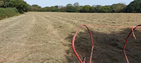 Grass cut and turned