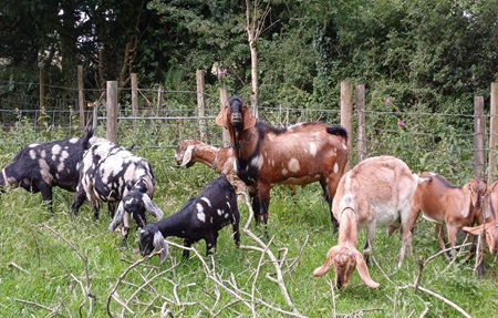 Fenix and family