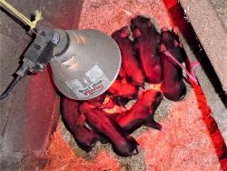 Faithmead Bracken Berkshire litter