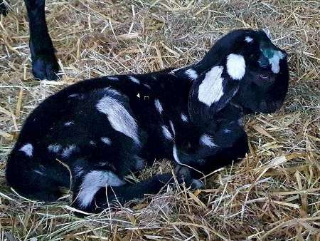 Anglo Nubian goat kid