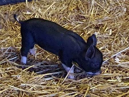 Berskshire piglet