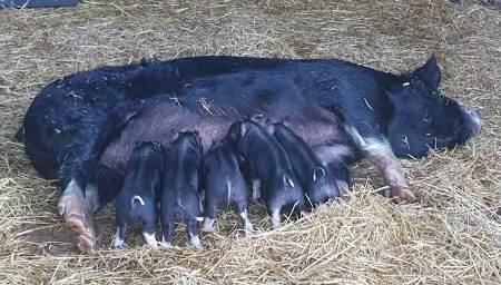 Berkshire sow and piglets